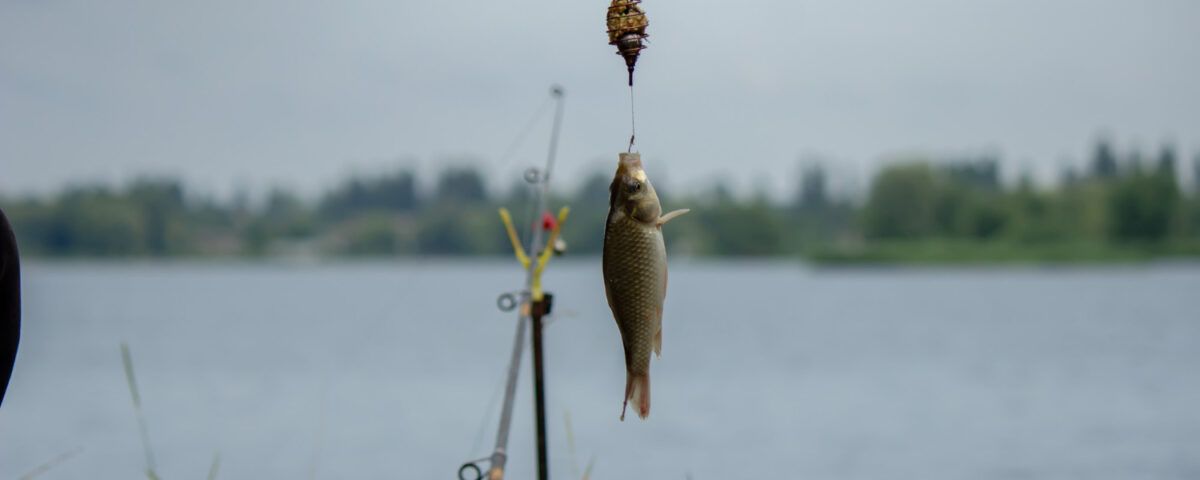 cea-mai-buna-nada-feeder