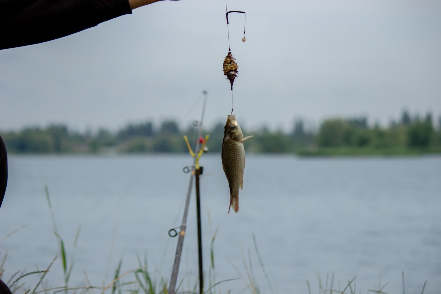 cea-mai-buna-nada-feeder