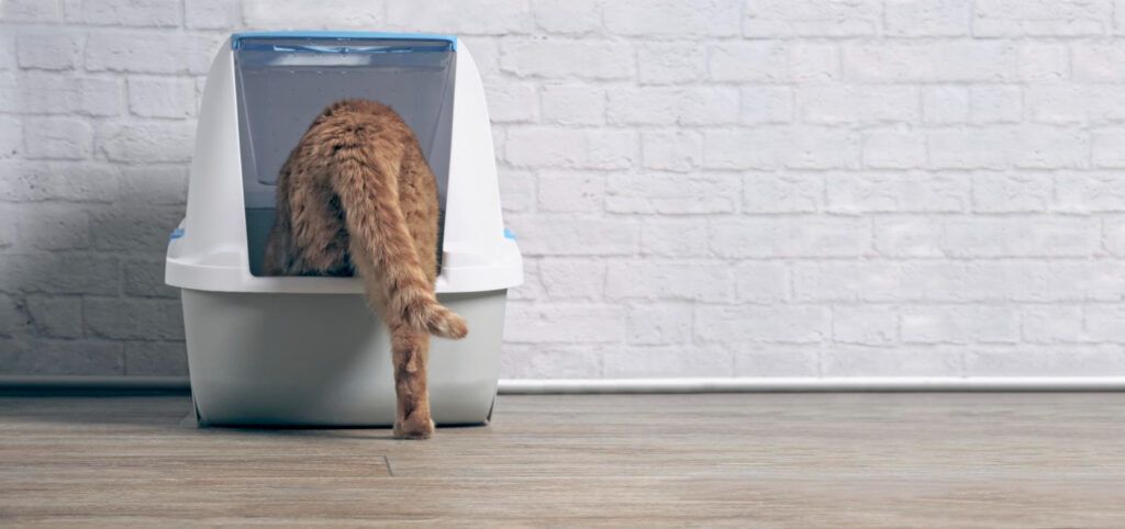 litiera-pisici-automata-cea-mai-buna