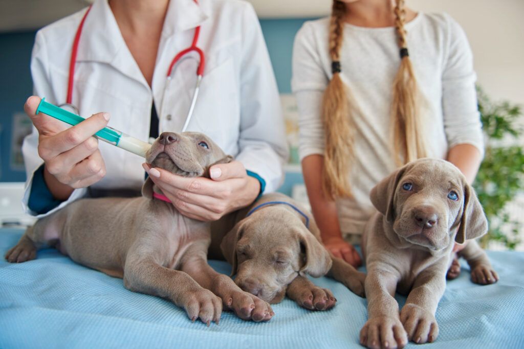 farmacie-veterinara-sector-4-1