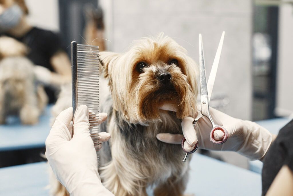 farmacie-veterinara-sector-4-4