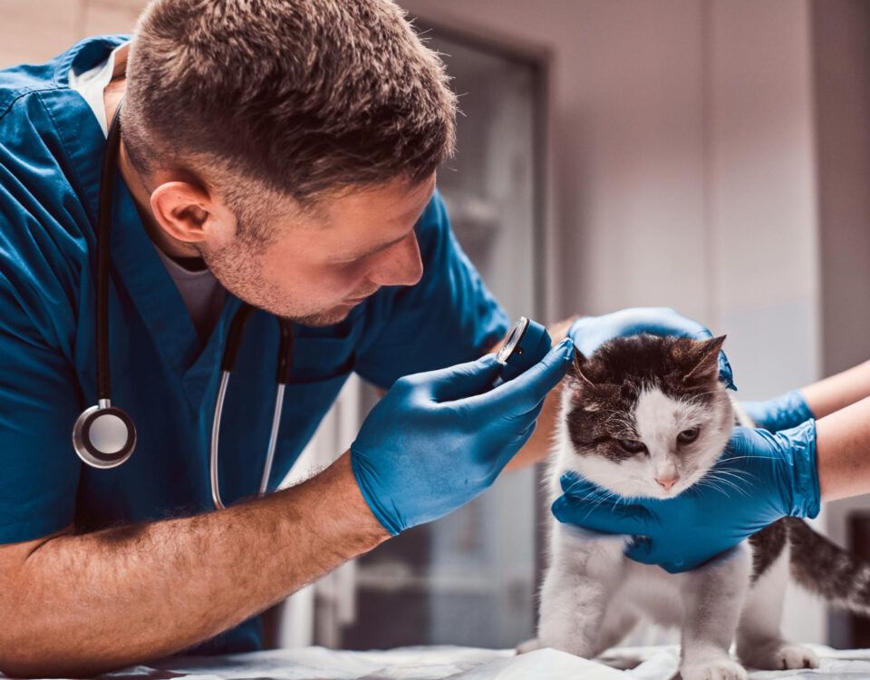farmacie-veterinara-sector-4
