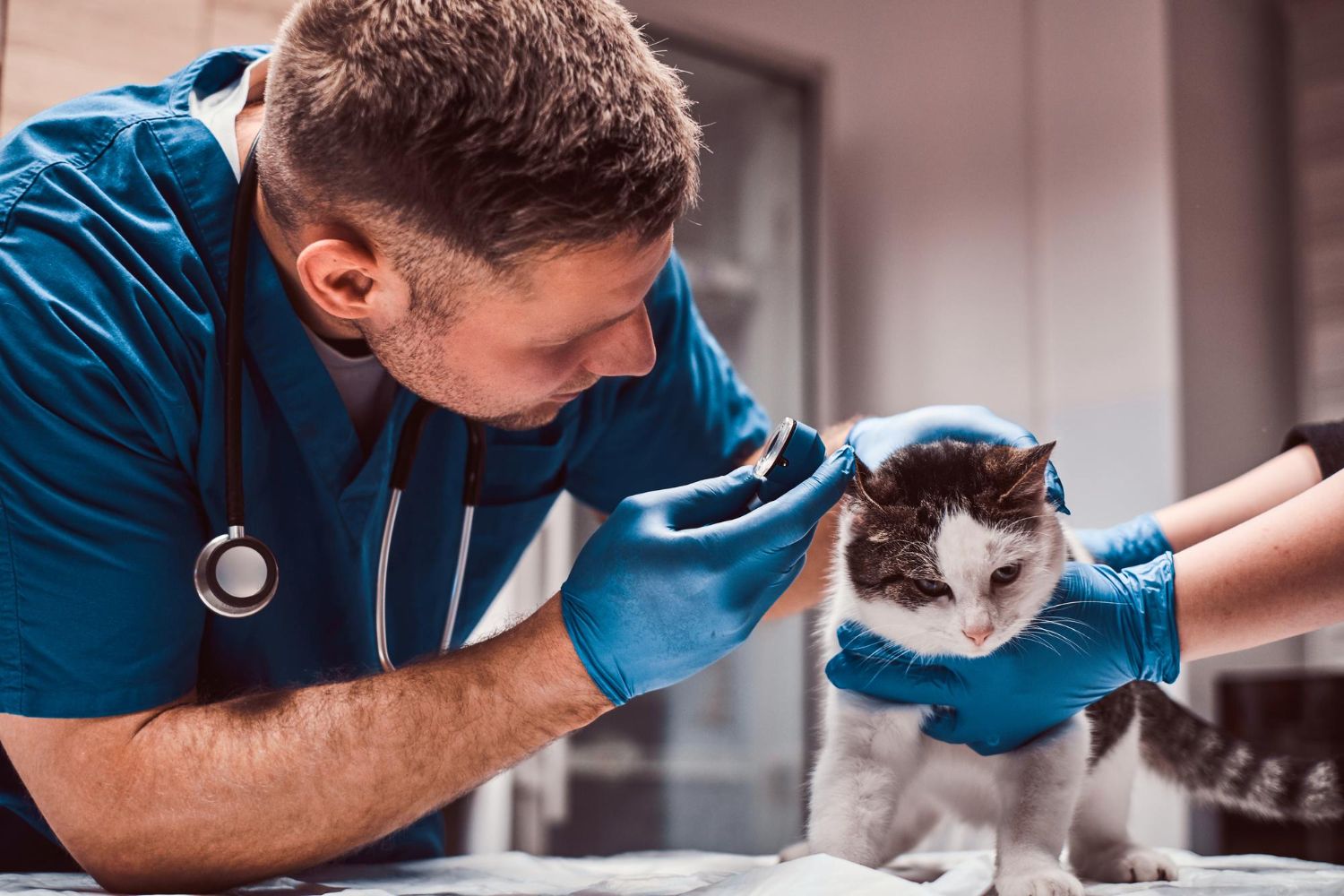 farmacie-veterinara-sector-4