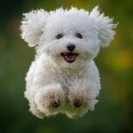 cat-tine-menstruatia-la-catele-bichon