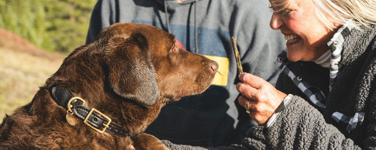 umflatura-cu-puroi-la-caine