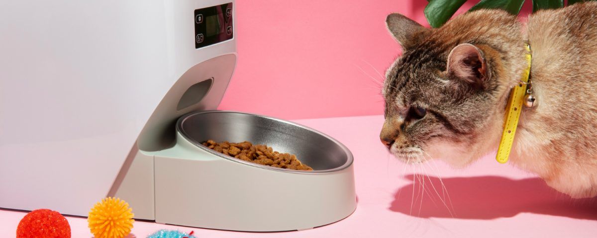 de-ce-nu-mananca-pisica