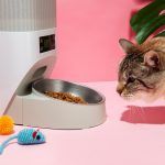 de-ce-nu-mananca-pisica