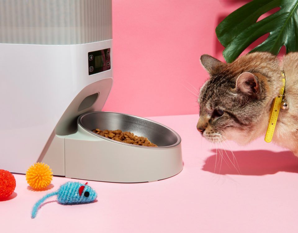 de-ce-nu-mananca-pisica