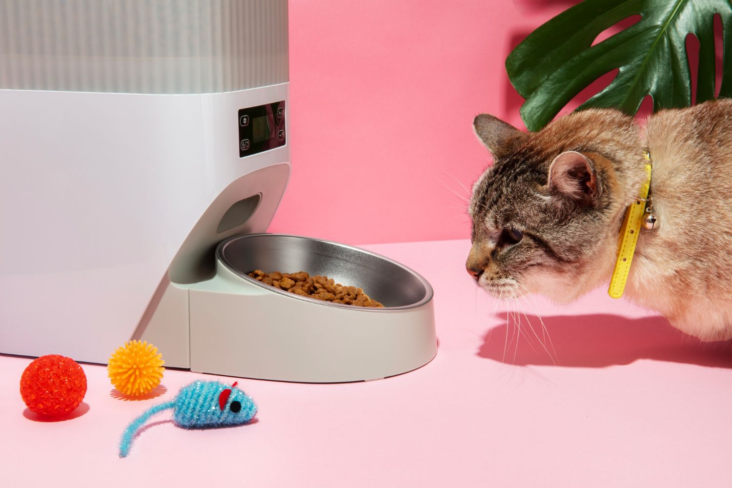 de-ce-nu-mananca-pisica