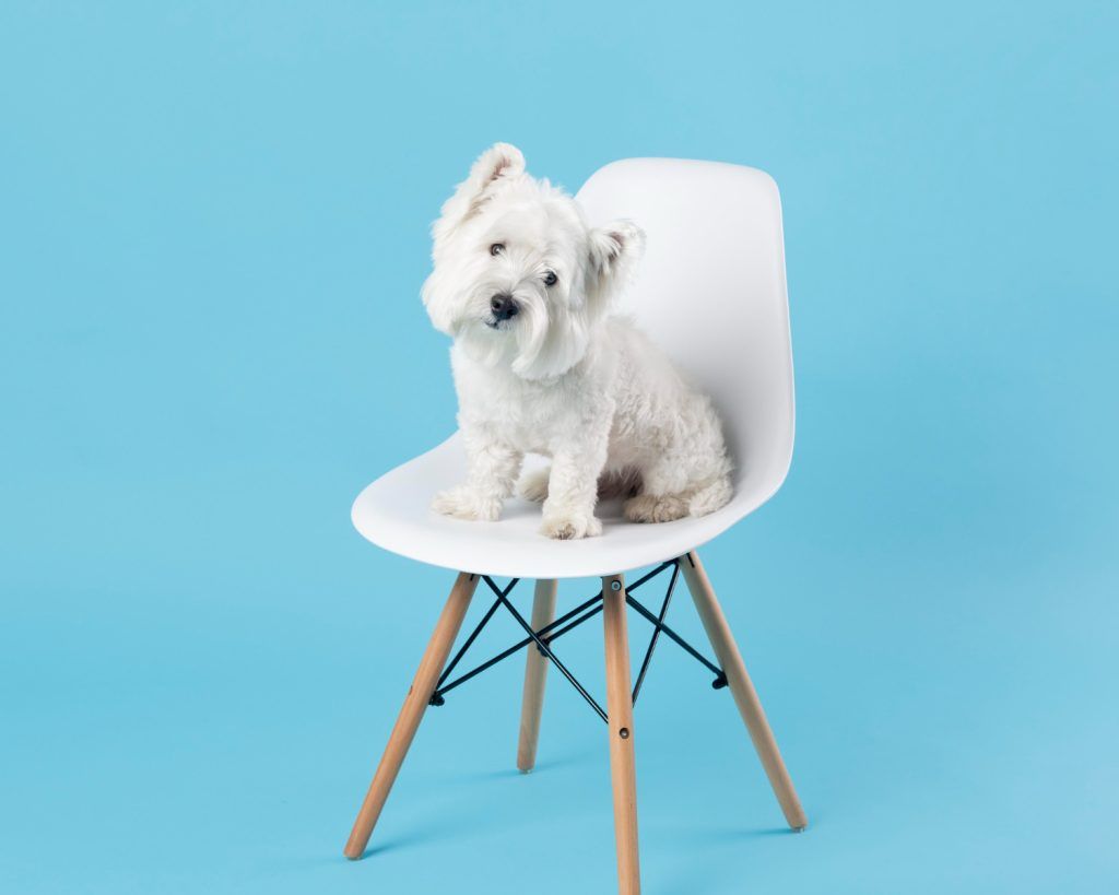 de-ce-stranuta-cainii-1